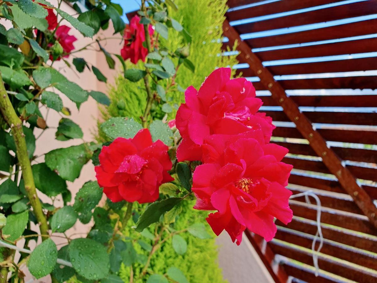 Rosinha Country House Vale de Cambra Exterior foto